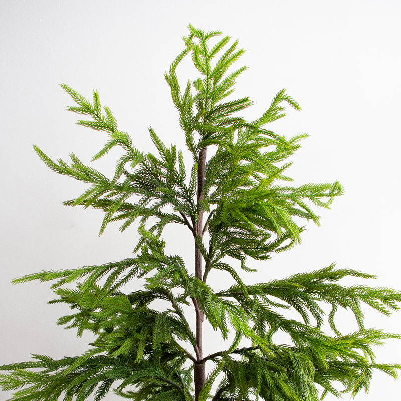 Potted Norfolk Pine Tree 1.2m