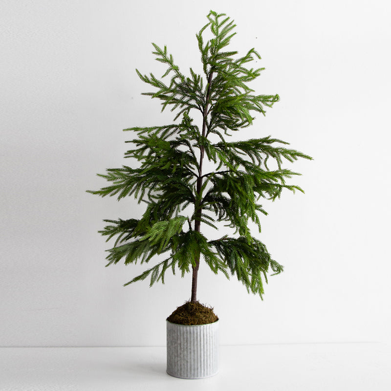 Potted Norfolk Pine Tree 1.2m